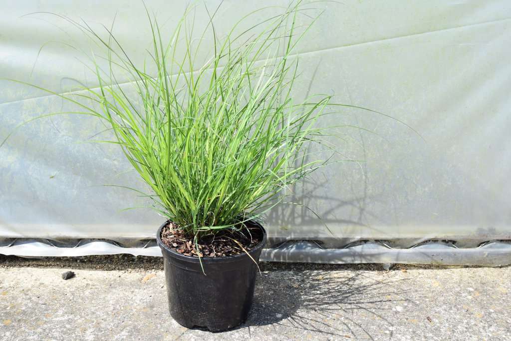 Miscanthus sinensis 'Yaku-jima' ---